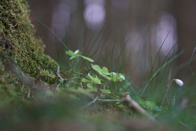 Close-up of mushroom growing on field