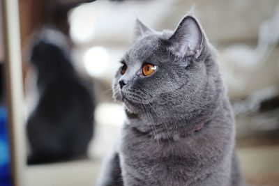 Close-up of cat sitting at home