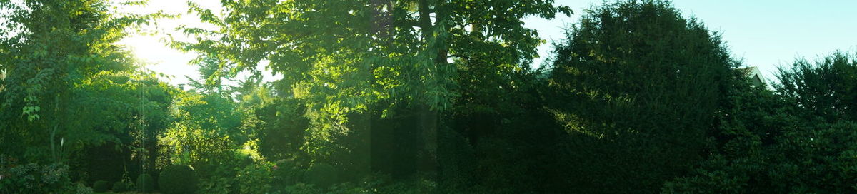 Low angle view of trees in forest