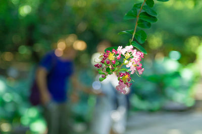 Close-up of pink flowering plant