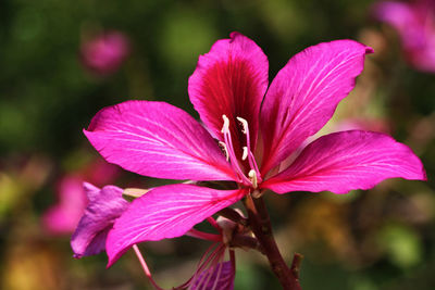 Close-up of pink flower blooming outdoors