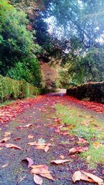 Road amidst trees against sky