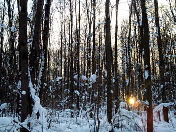 Trees in forest during winter