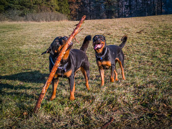 Two dogs on grass