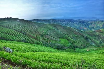 Scenic view of agricultural field against sky