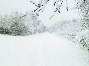 Snow covered trees on landscape