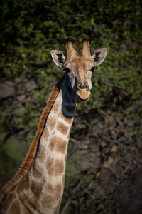 Portrait of giraffe