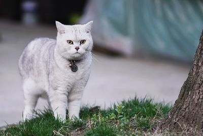 Portrait of cat