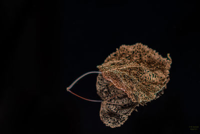 Close-up of autumn leaf against black background