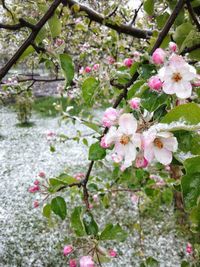 Pink flowers blooming on tree