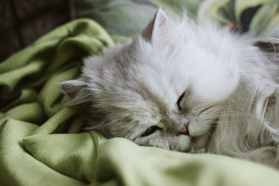 Close-up of cat sleeping on bed