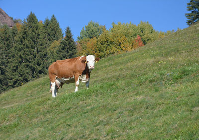 Cows standing in field