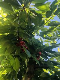 Low angle view of fruits on tree