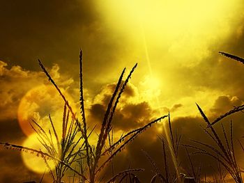 Close-up of stalks in field against cloudy sky