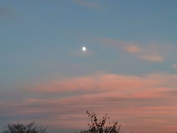 Low angle view of silhouette trees against sky at sunset