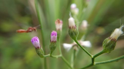 Close-up of purple flowering plant