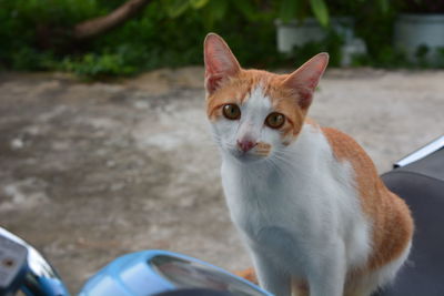 Portrait of cat sitting outdoors