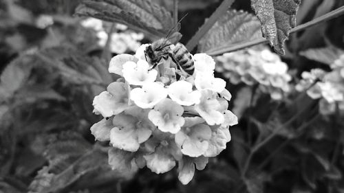 Close-up of insect on flowers