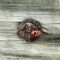 Close-up of wooden plank