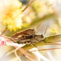 Close-up of butterfly on flower