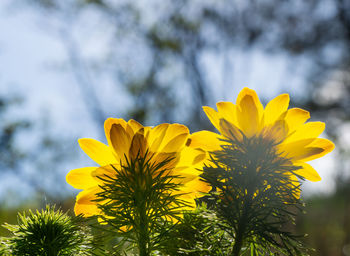 Close-up of yellow flowering plant