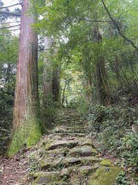 Trees growing in forest