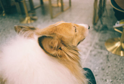 Close-up of a dog at home