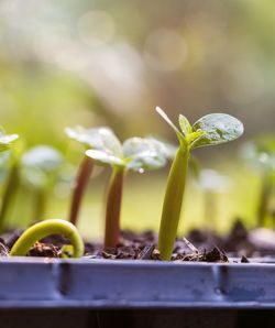 Close-up of potted plant