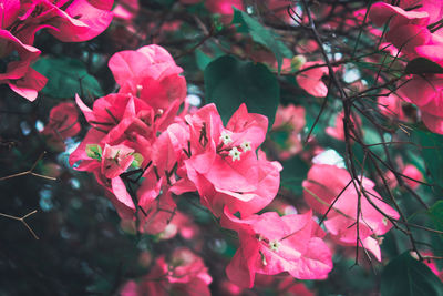 Close-up of pink bougainvillea plant