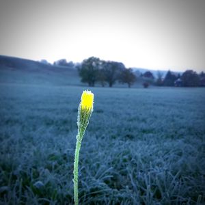 Close-up of flower in field