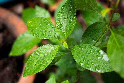 Close-up of wet plant leaves during rainy season