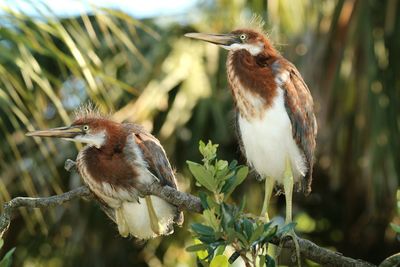 Close-up of bird perching on branch