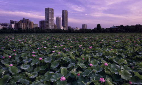 Scenic view of flowering plants and buildings against sky