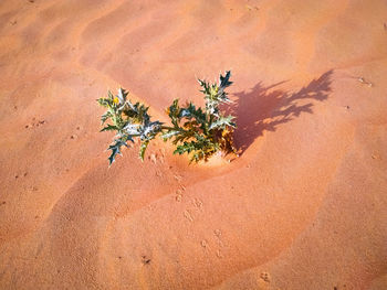 Plant growing on sand