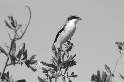 Bird perching on branch against sky