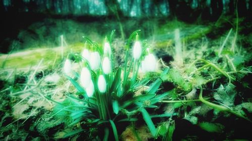 Plants at night