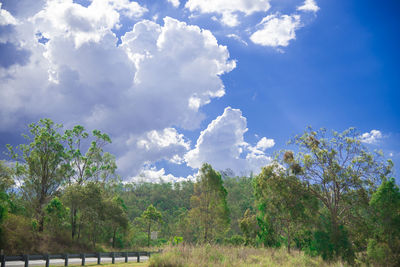 Low angle view of trees against sky