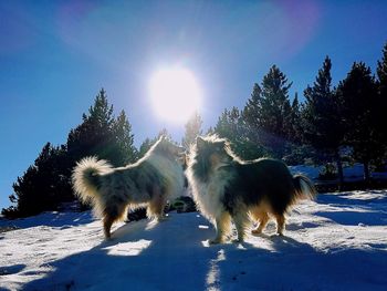 Dog on snow field against sky on sunny day