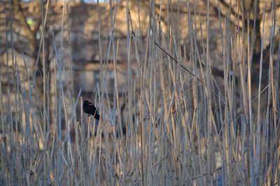 Red-winged blackbird perching on dead plants