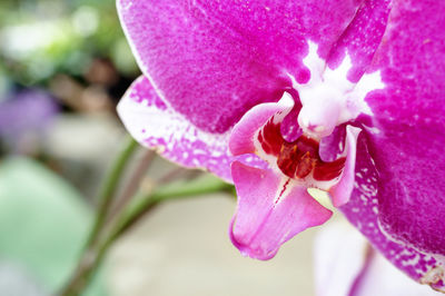 Close-up of pink flower blooming outdoors