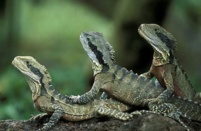 Close-up of iguanas