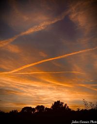 Low angle view of silhouette trees against orange sky