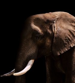 Close-up of elephant over black background