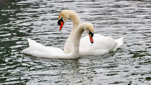 Swans swimming in lake ontario during springtime at humber bay, ontario, canada