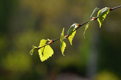 Close-up of plant