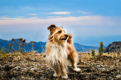 Dog on mountain against sky