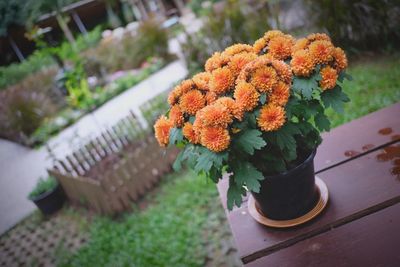 High angle view of orange flowers on table