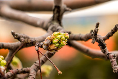 Close-up of flower buds growing outdoors