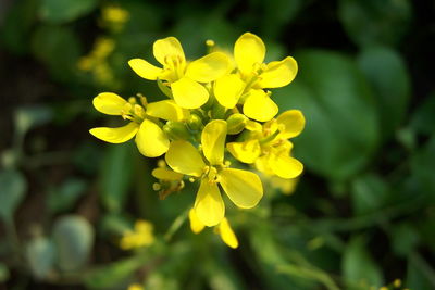 Close-up of yellow flowering plant