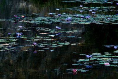 View of ducks floating on water